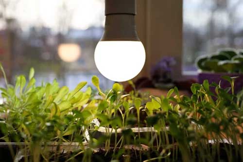 نور برای گیاهان