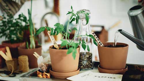 مراقبت از گیاهان آپارتمانی
