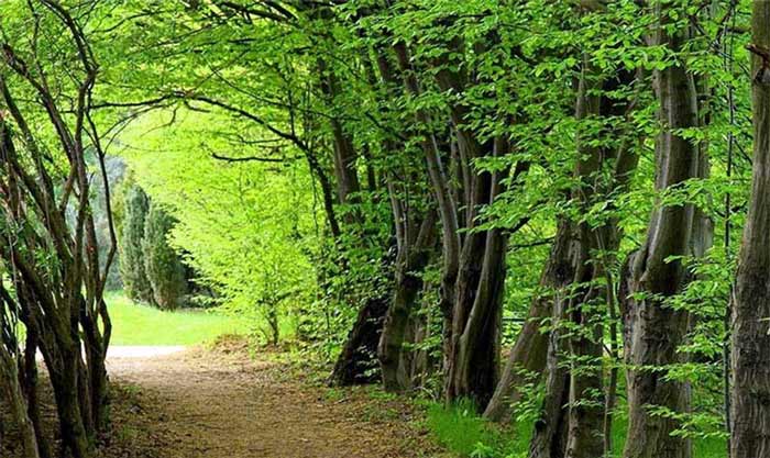جنگل‌های هیرکانی