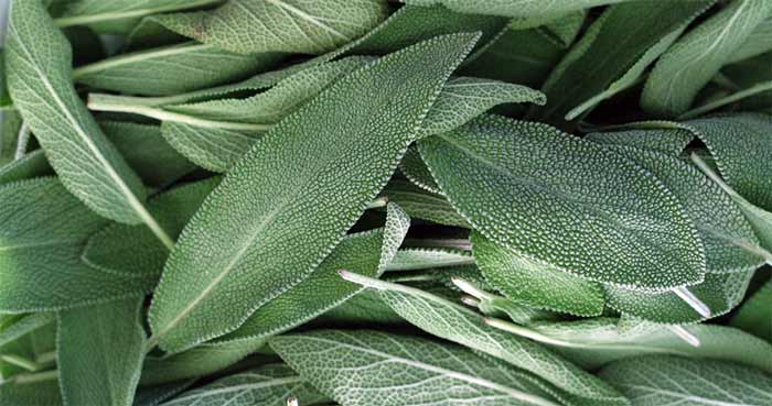 انرژی ذهنی مریمگلی