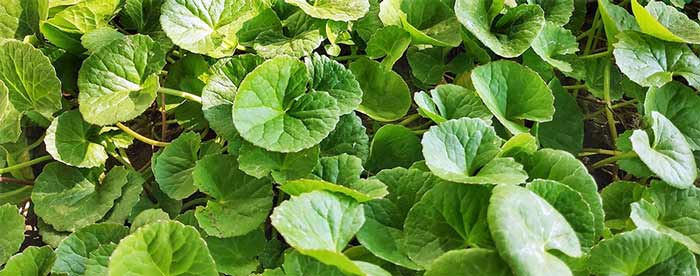 انرژی ذهنی گوتو کولا